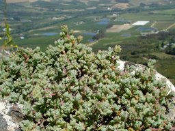 Oscularia deltoides citadel lookout
